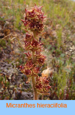 Micranthes Hieracifolia