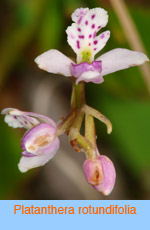 Platanthera rotundifolia