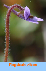 Pinquicula villosa