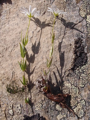 Stellaria longipipes