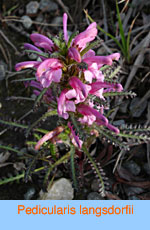 Pedicularis langsdorfii