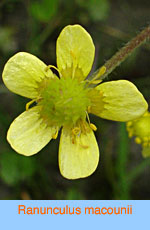 Ranunculus macounii