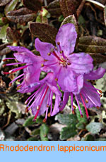 Rhododendron lappiconicum