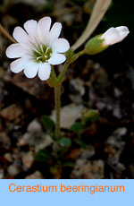 Cerastium berringianum